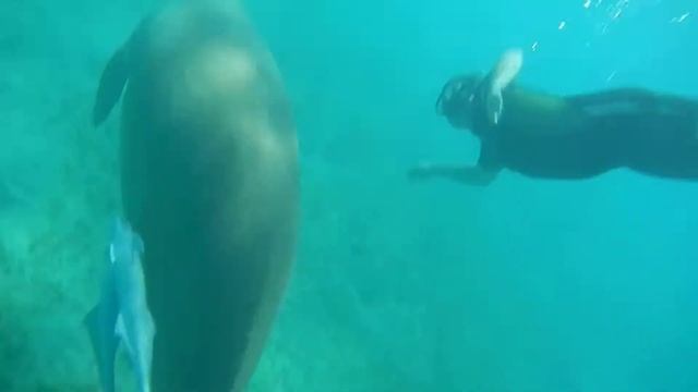 Просто Дюгонь ;-) смотреть онлайн