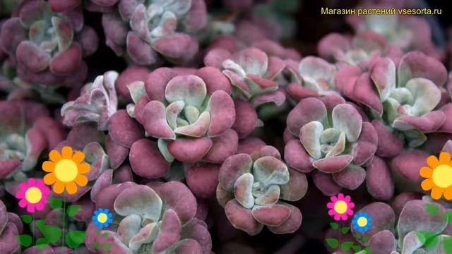 Очиток лопатчатолистный Пурпуреум. Краткий обзор, описание Sedum Spathulifolium Purpureum