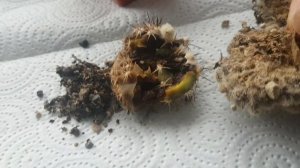 Ошибки в уходе  за кактусами.Болезни кактусов.Сухая гниль и другие проблемы.315.