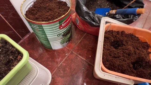 Огурцы на окне