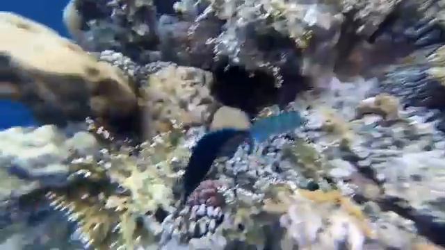 под водой #подводой #море #океан смотреть онлайн