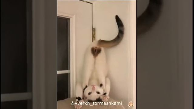 Урок медитации. говорящие животные/юмор 2022/юмор с животными/ смотреть онлайн