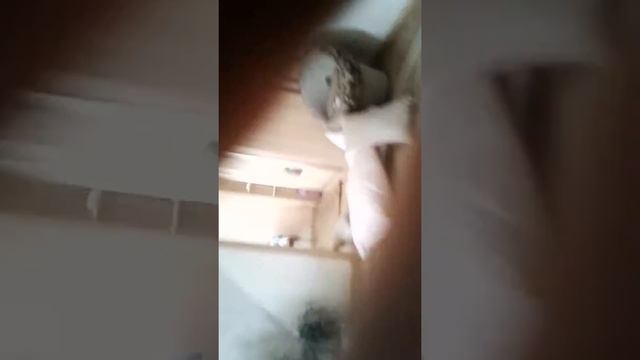 Стойка на руках и с переходом на мостик и вставать на ноги смотреть онлайн