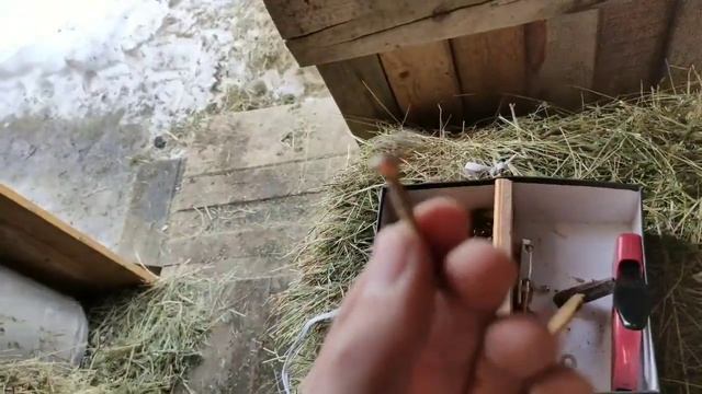 Постройка и подготовка к родам у шиншиллы смотреть онлайн