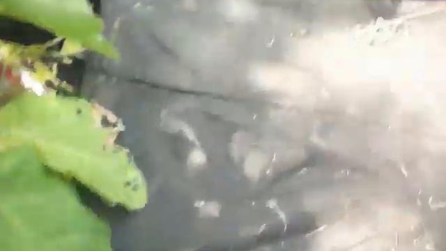 19.08.2017 г. гидропоника на даче смотреть онлайн