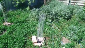 купил саженцы с озона, прижились или зря выбросил деньги?