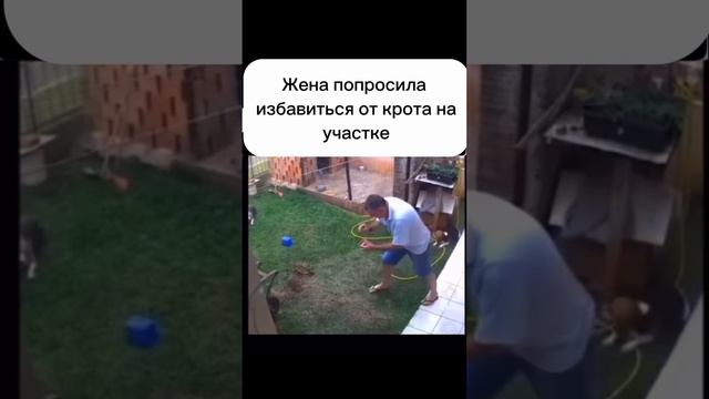 Кроты точно в шоке... смотреть онлайн