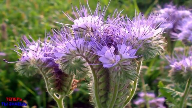 СЕЙТЕ ЭТОТ СИДЕРАТ ПОД ВСЁ! ФИТОФТОРЫ НИКОГДА НЕ БУДЕТ! ЗЕМЛЯ ПУШИСТАЯ БЕЗ СОРНЯКОВ! смотреть онлайн