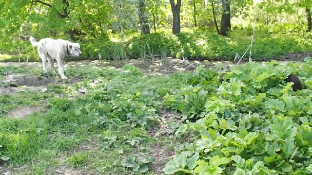 Медвежата и алабай. 21 смотреть онлайн