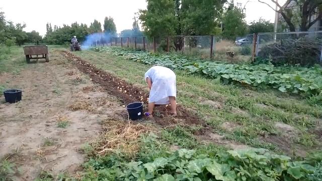 копаем картошку самодельным мини трактором смотреть онлайн