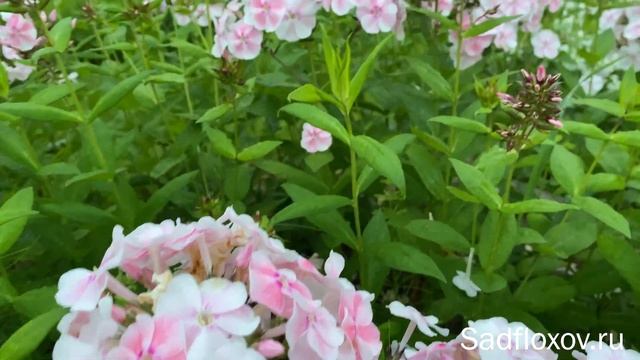 Флокс Алиса Фрейндлих в моем саду смотреть онлайн