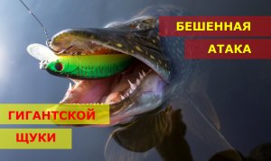 Щука на 5 кг на воблер OSP Rudra, ловля щуки.