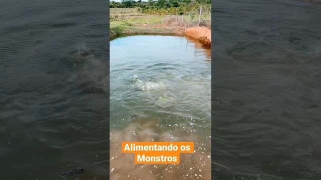 Alimentando os Pirarucus смотреть онлайн