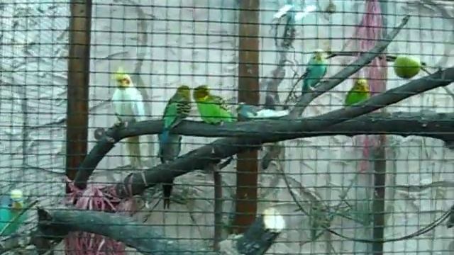 Butterfly Park - Ekaterinburg. Парк бабочек - Екатеринбург смотреть онлайн