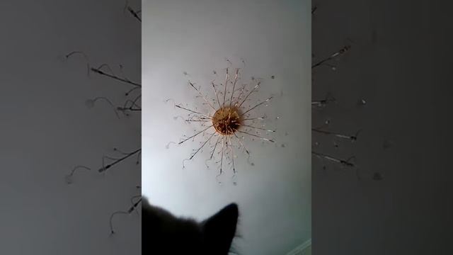 Я у моей сёстры. Кот взбесился!!!!😻😻😸😸😸 смотреть онлайн
