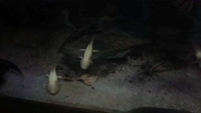 Мы в аквариуме где очень ,очень много рыб ? смотреть онлайн