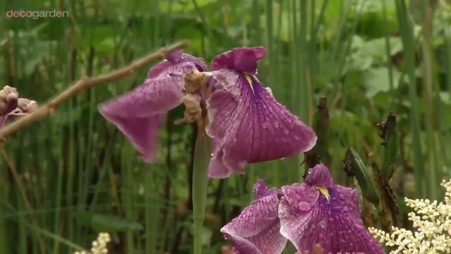 Los astilbes - Decogarden смотреть онлайн