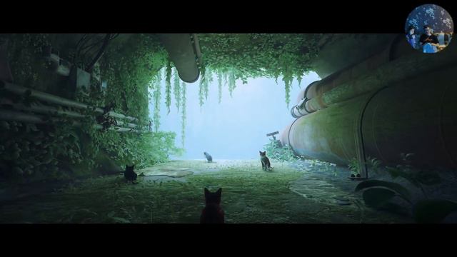 Stray Проверка и настройка камеры (PS5) смотреть онлайн