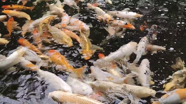 Карпы Кои в России смотреть онлайн