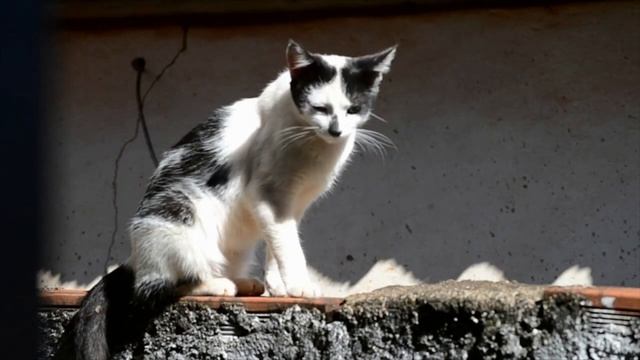 ЗВУК КОТОВ - КАК МЯУКАЕТ KОШКА - МАЛЕНЬКИЕ КОТЯТА. ДОМАШНИЕ ЖИВОТНЫЕ. Котята мяукают ??? смотреть онлайн