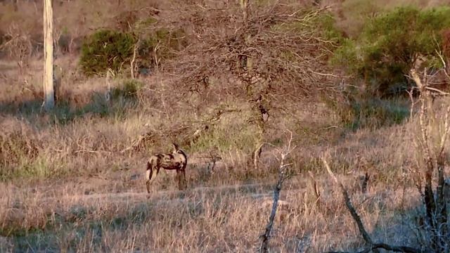 African Wild Dog facts: the painted wolf | Animal Fact Files смотреть онлайн