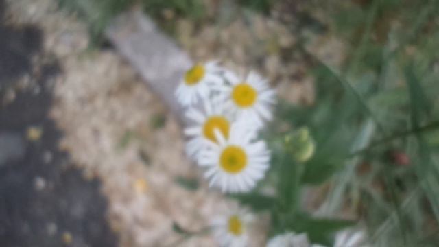 ВЛОГ ДОЖДИ, НО МЫ К МАМЕ, С ПОЗДРАВЛЕНИЯМИ 13.06.2017 смотреть онлайн