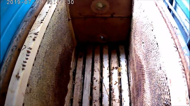 Подсолнух.Пчёлы оттянули корпус вощины и залили мёдом.Работы на пасеке.Потоп в Волгодонске.