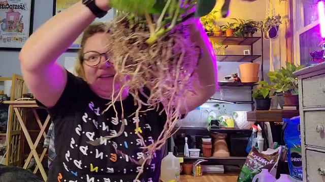 Let's Repot A Marble Pothos