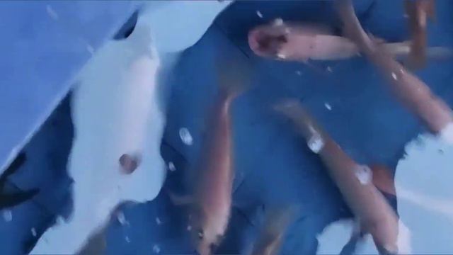 CORAL SANDS HOTEL HIKKADUWA 🇱🇰 смотреть онлайн