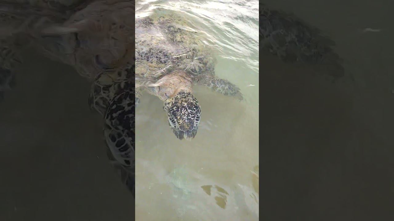 черепаший пляж, Хиккадува смотреть онлайн