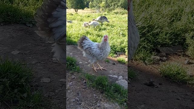 Молодой петушок Виандот. Обновляю петушка смотреть онлайн