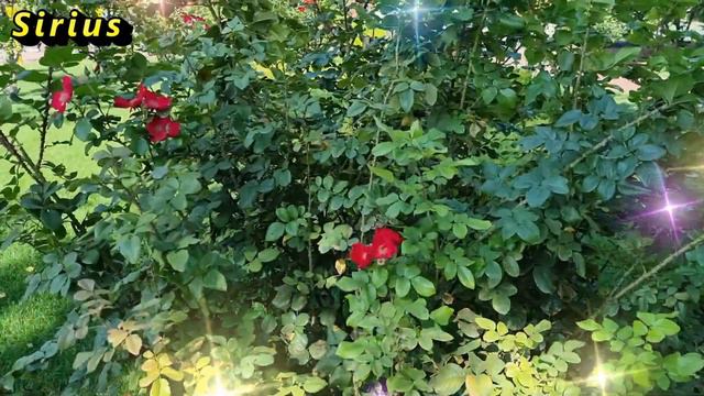 У кого из 4 знаков зодиака наступит золотое время для исполнения желания в начале зимы смотреть онлайн