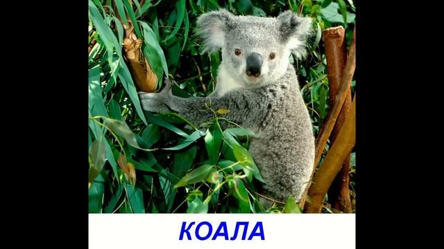 Животные для детей. Карточки Домана "Дикие животные" смотреть онлайн