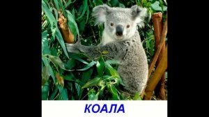 Животные для детей. Карточки Домана "Дикие животные"