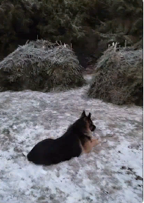 Мороз на пасеке минус 21 градусов.mp4