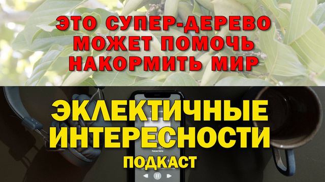 Это супер-дерево может помочь накормить мир и бороться с изменением климата. Подкаст «ЭИ» смотреть онлайн