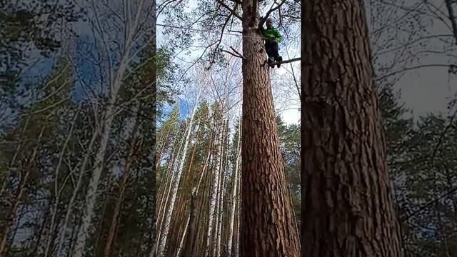 Я убрал верёвку с дерева смотреть онлайн