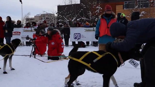Yukon Quest 2019 | Brent Sass | LIVE from the Finish Line | Alaska Haven смотреть онлайн