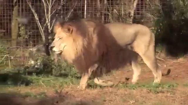 Лев и белая тигрица стали закадычными друзьями смотреть онлайн