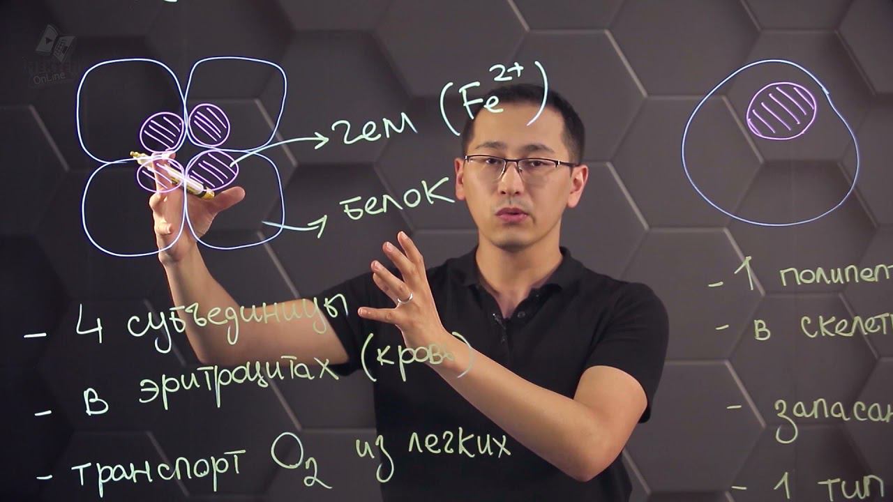 Строение и функции гемоглобина и миоглобина человека. 10 класс. смотреть онлайн