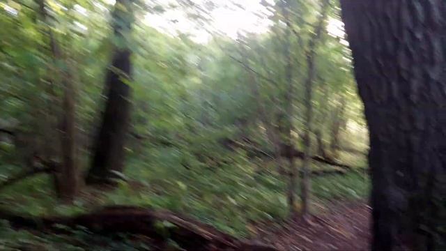 Собираю куриный гриб и белые грибы смотреть онлайн