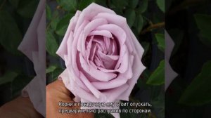 Роза Индиголетта