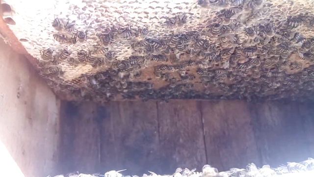 Работа матки Бакфаст 2019г .облетевшаяся 19 мая. смотреть онлайн