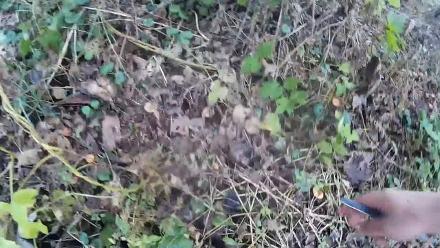 Говорушка Оранжевая. Начинающему грибнику смотреть онлайн