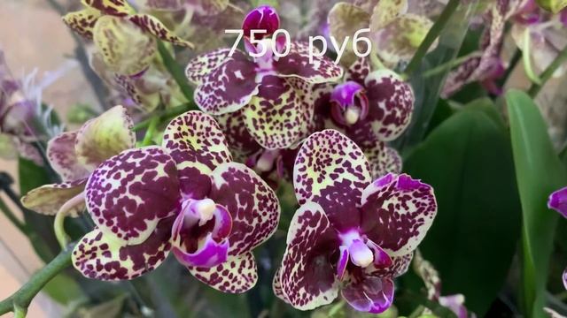 Любимый завоз сортовых орхидей в Экофлору 3 февраля 2021 г. Каода, Мастерпис, бабочка цимб, новинк смотреть онлайн