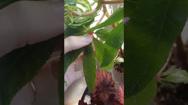 Бегония Luxurians (Люксурианс ),роскошная