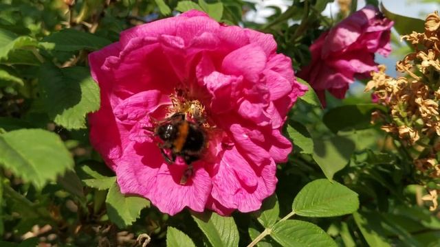 ?Природа, красота и шмель!?