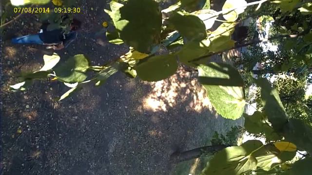 v262 Крэш - Здравствуй, дерево ! смотреть онлайн