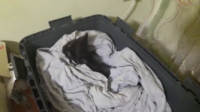 Йота в гнезде смотреть онлайн