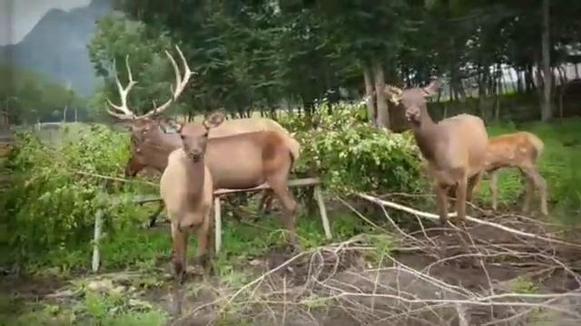 Заповедная долина смотреть онлайн